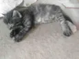 Pompom