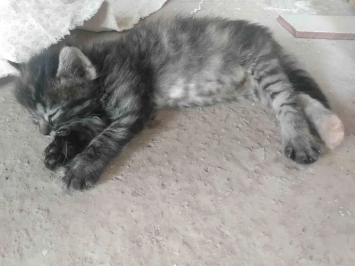 Gato ra a Srd idade 2 a 6 meses nome Pompom
