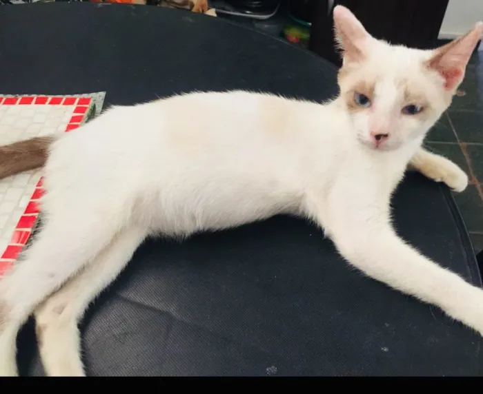 Gato ra a Normal idade 7 a 11 meses nome Chanico