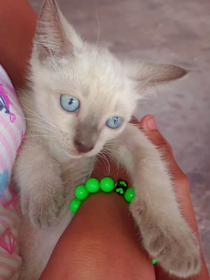 Gato ra a Normal idade Abaixo de 2 meses nome Sem nome para Doação