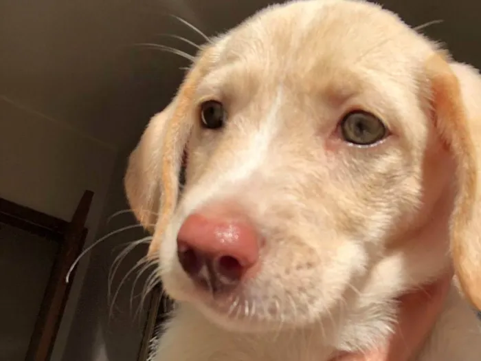 Cachorro ra a SRD-ViraLata idade 2 a 6 meses nome Lindos D+