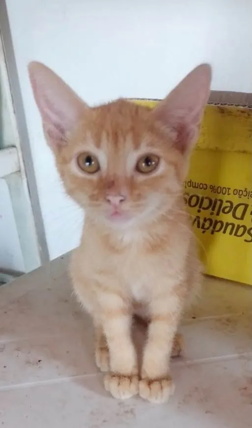 Gato ra a Ração linda idade Abaixo de 2 meses nome Sem nome para Doação
