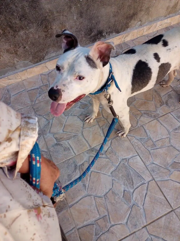 Cachorro ra a SRD-ViraLata idade 2 anos nome Bob