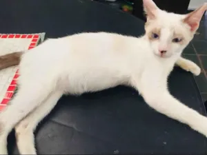 Gato raça Normal idade 7 a 11 meses nome Chanico