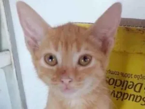 Gato raça Ração linda idade Abaixo de 2 meses nome Sem nome para Doação