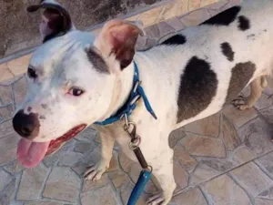 Cachorro raça SRD-ViraLata idade 2 anos nome Bob