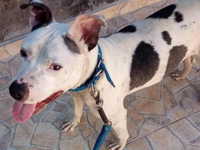 Cachorro ra a SRD-ViraLata idade 2 anos nome Bob