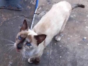 Gato raça Nornal idade 7 a 11 meses nome Sem nome para Doação