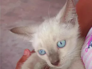 Gato raça Normal idade Abaixo de 2 meses nome Sem nome para Doação