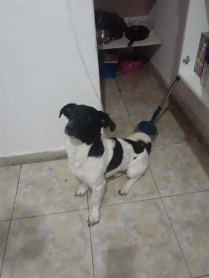 Cachorro ra a SRD-ViraLata idade 2 anos nome Budweiser