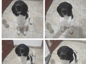 Cachorro raça SRD-ViraLata idade 2 anos nome Budweiser