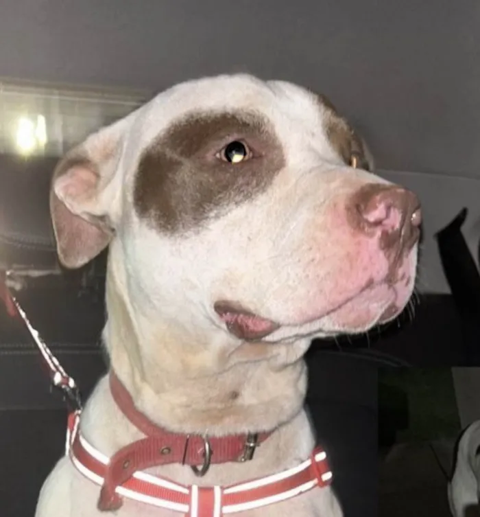 Cachorro ra a Pitbull  idade 1 ano nome Eros