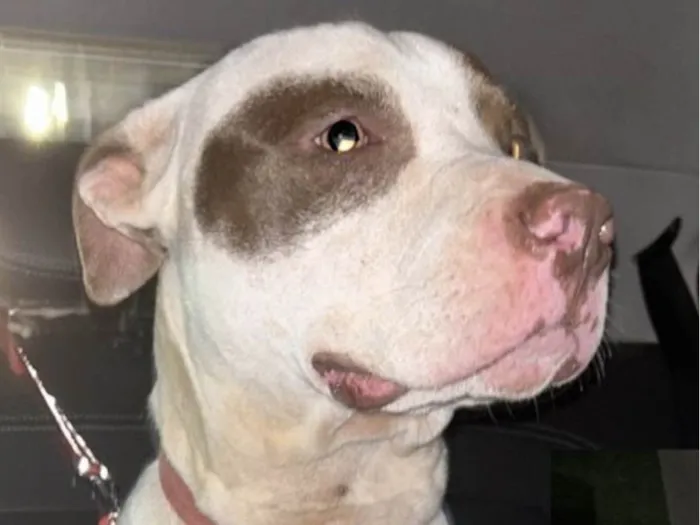 Cachorro ra a Pitbull  idade 1 ano nome Eros