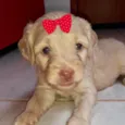 Brenda 