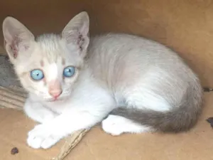 Gato raça Raça Bonita idade Abaixo de 2 meses nome Sem nome para Doação