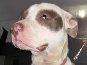 Cachorro raça Pitbull  idade 1 ano nome Eros