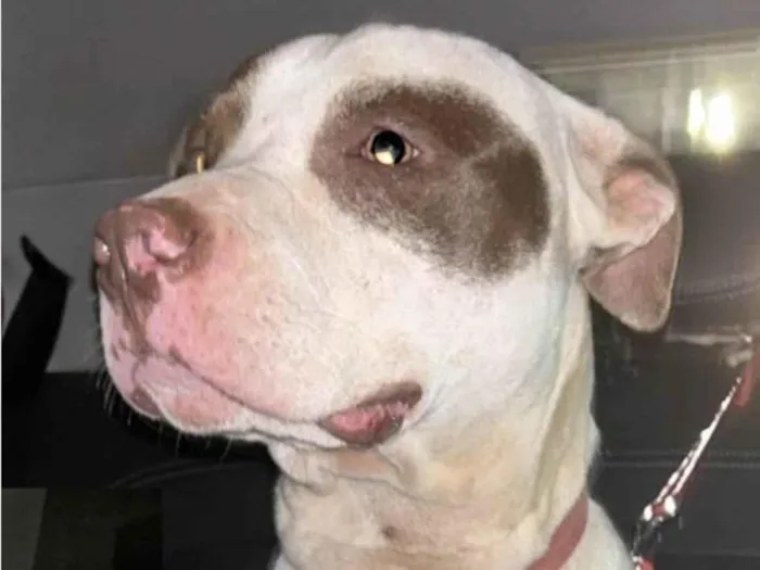 Cachorro ra a Pitbull  idade 1 ano nome Eros