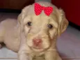 Brenda 