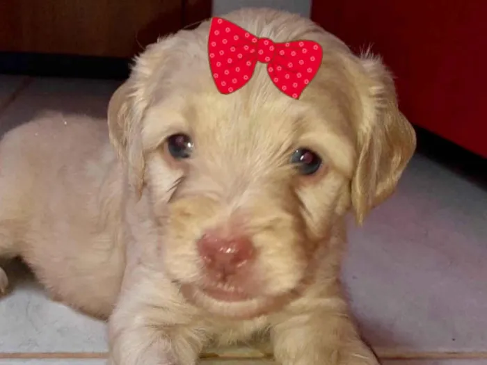 Cachorro ra a Mestica  idade Abaixo de 2 meses nome Brenda 