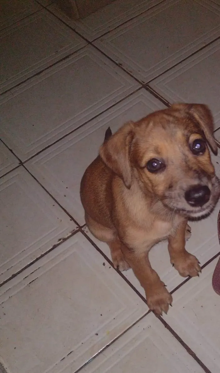 Cachorro ra a SRD-ViraLata idade 2 a 6 meses nome Filhote