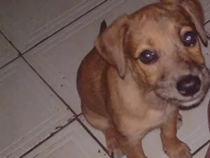 Cachorro raça SRD-ViraLata idade 2 a 6 meses nome Filhote