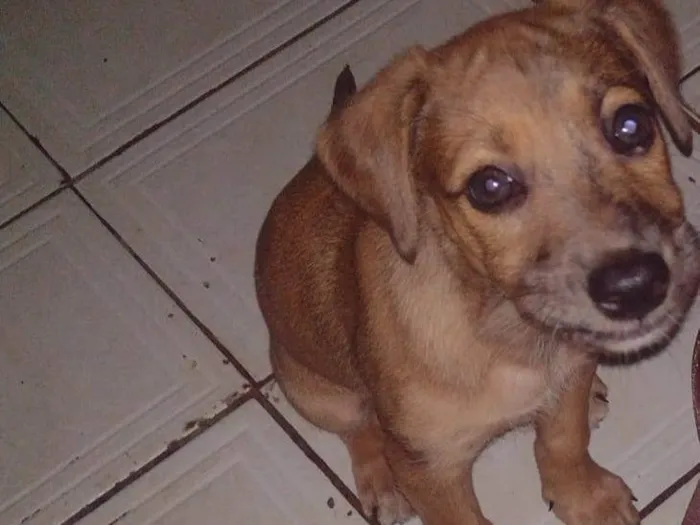 Cachorro ra a SRD-ViraLata idade 2 a 6 meses nome Filhote