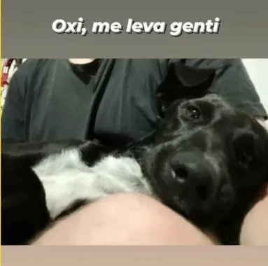 Cachorro ra a SRD-ViraLata idade 1 ano nome Oreo