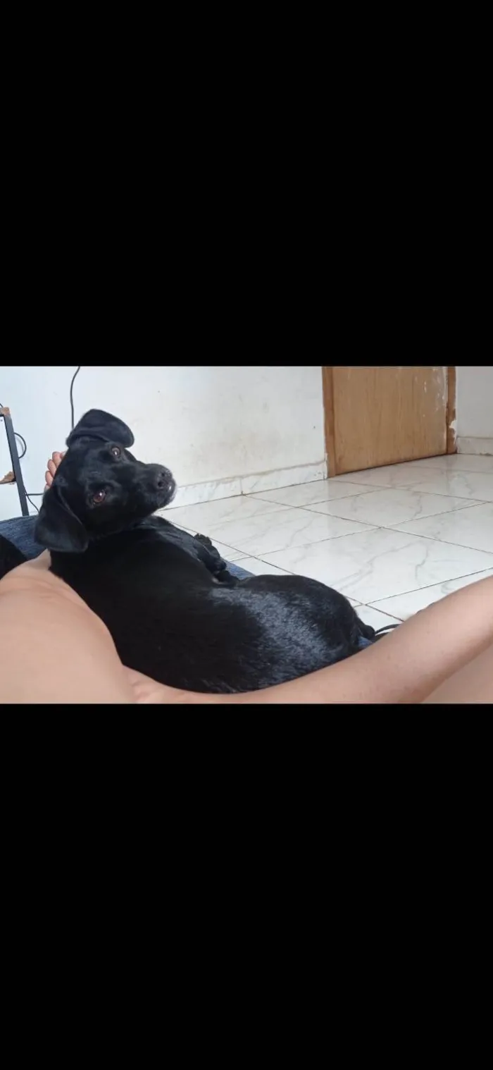 Cachorro ra a SRD-ViraLata idade 7 a 11 meses nome Neguinho