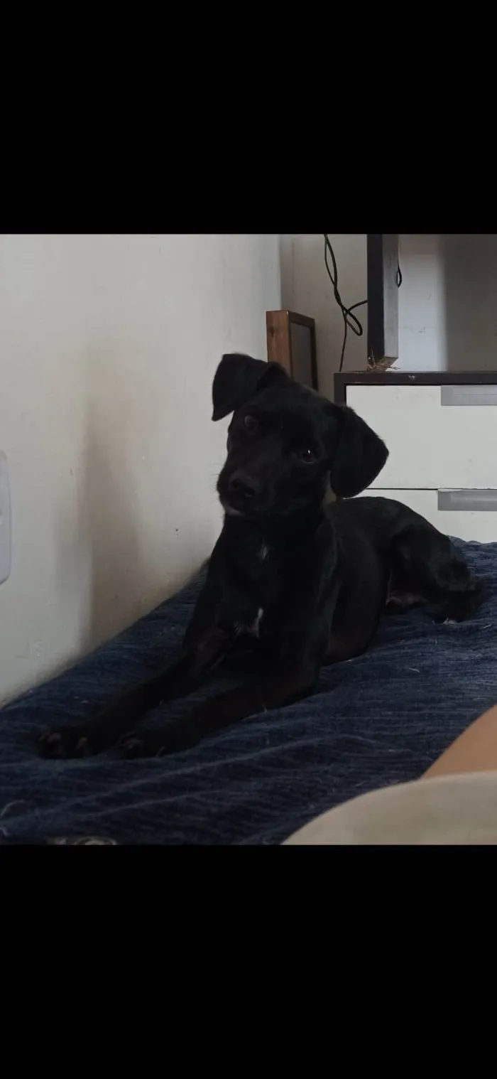 Cachorro ra a SRD-ViraLata idade 7 a 11 meses nome Neguinho