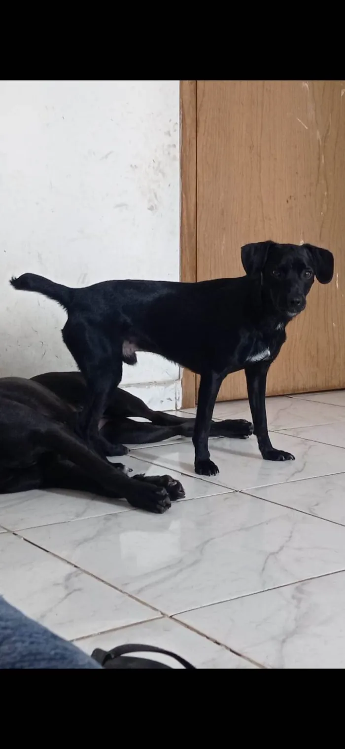 Cachorro ra a SRD-ViraLata idade 7 a 11 meses nome Neguinho