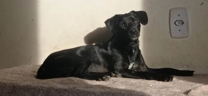 Cachorro ra a SRD-ViraLata idade 7 a 11 meses nome Neguinho