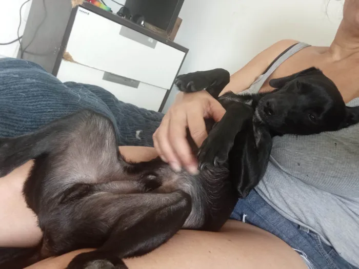 Cachorro ra a SRD-ViraLata idade 7 a 11 meses nome Neguinho