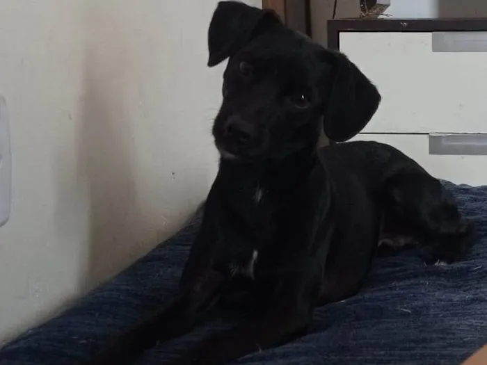 Cachorro ra a SRD-ViraLata idade 7 a 11 meses nome Neguinho