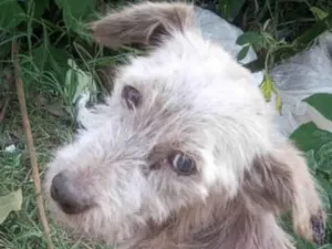 Cachorro raça Mestico  idade 7 a 11 meses nome Snoopy 