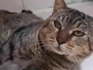 Gato raça SRD-ViraLata idade 5 anos nome Tiger
