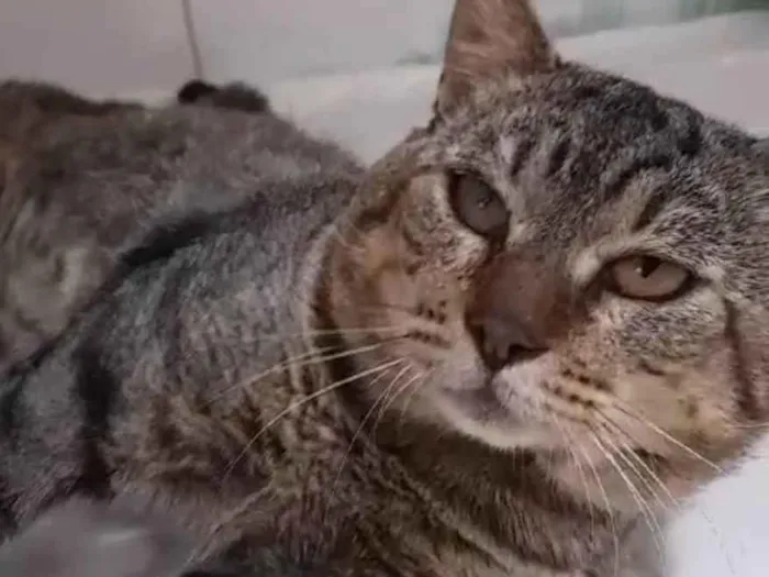 Gato ra a SRD-ViraLata idade 5 anos nome Tiger