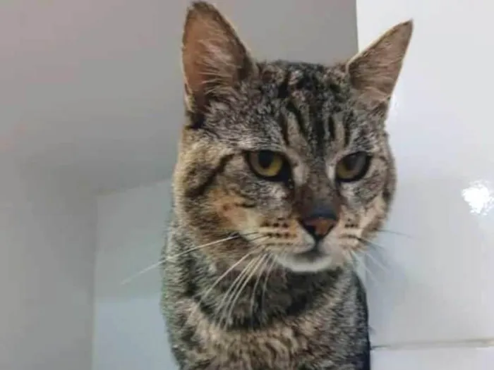 Gato ra a SRD-ViraLata idade 5 anos nome Tiger