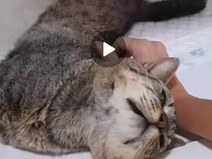 Gato ra a SRD-ViraLata idade 5 anos nome Tiger