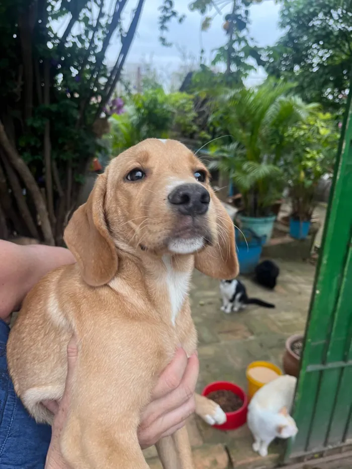 Cachorro ra a Mix de Labrador idade 2 a 6 meses nome Cookie
