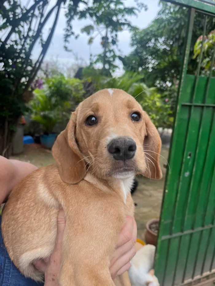Cachorro ra a Mix de Labrador idade 2 a 6 meses nome Cookie