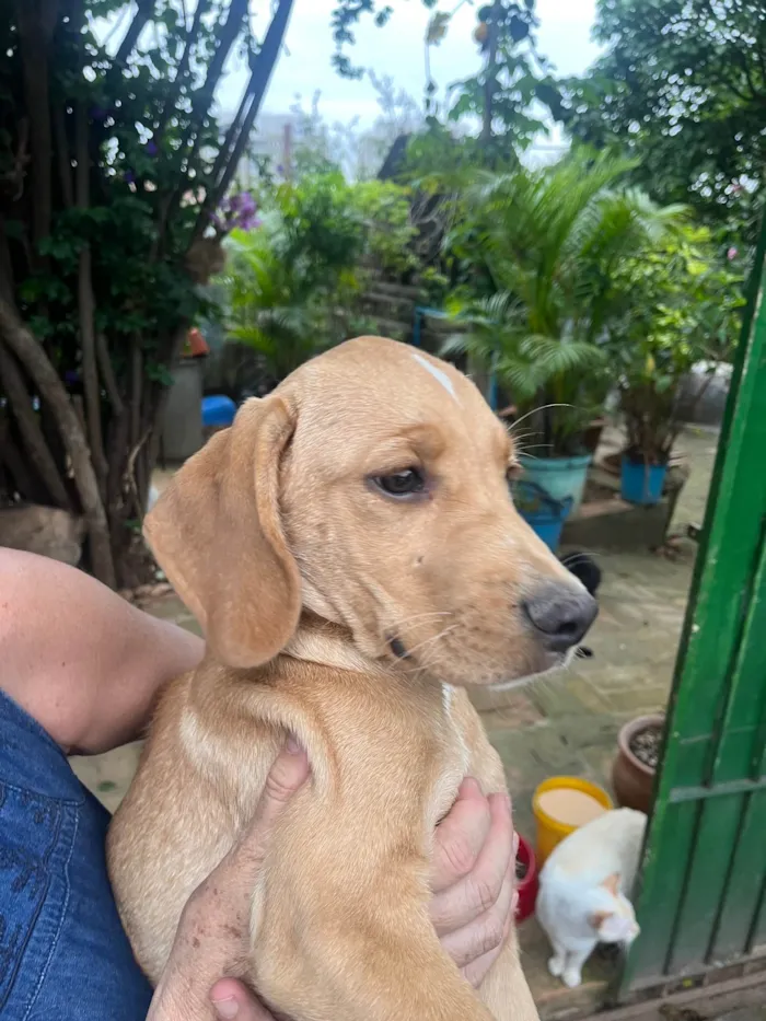 Cachorro ra a Mix de Labrador idade 2 a 6 meses nome Cookie