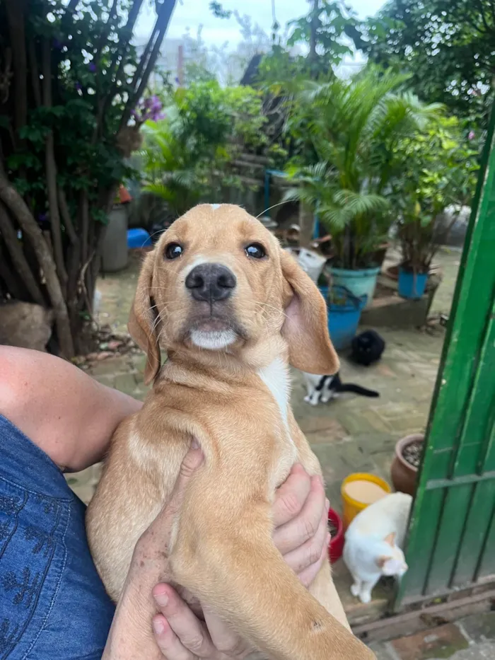 Cachorro ra a Mix de Labrador idade 2 a 6 meses nome Cookie