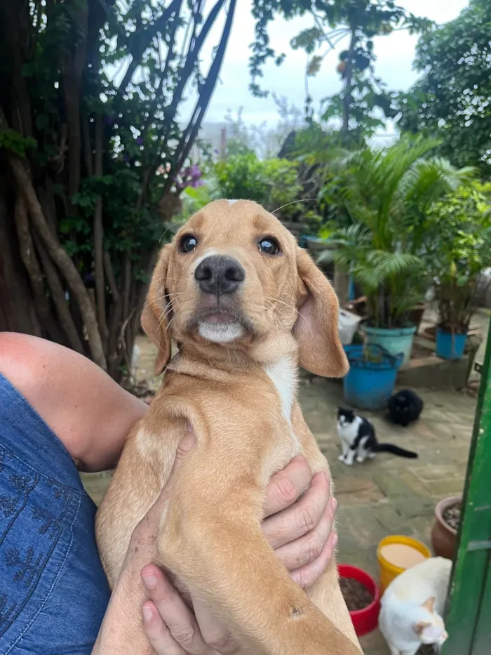 Cachorro ra a Mix de Labrador idade 2 a 6 meses nome Cookie
