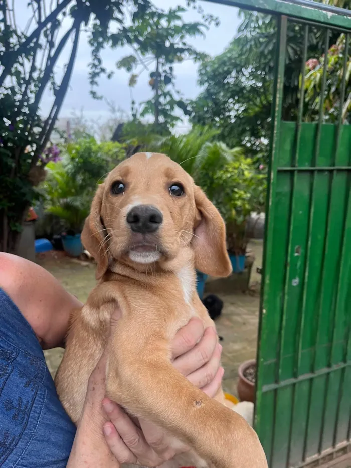 Cachorro ra a Mix de Labrador idade 2 a 6 meses nome Cookie