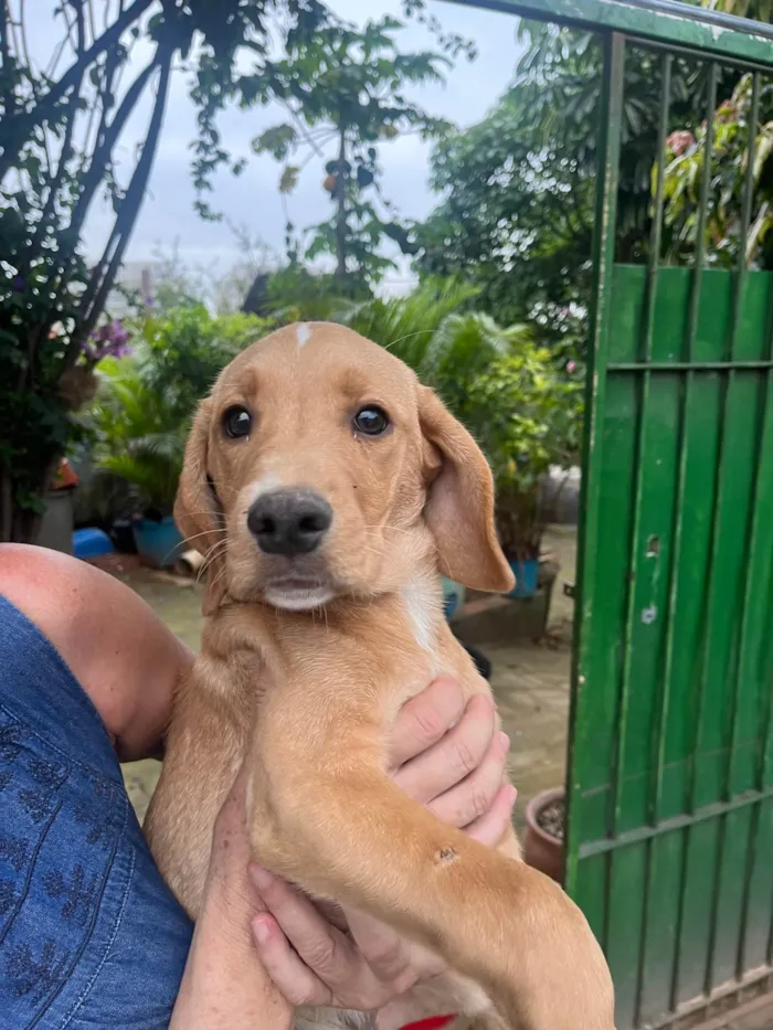 Cachorro ra a Mix de Labrador idade 2 a 6 meses nome Cookie