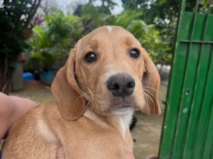 Cachorro ra a Mix de Labrador idade 2 a 6 meses nome Cookie