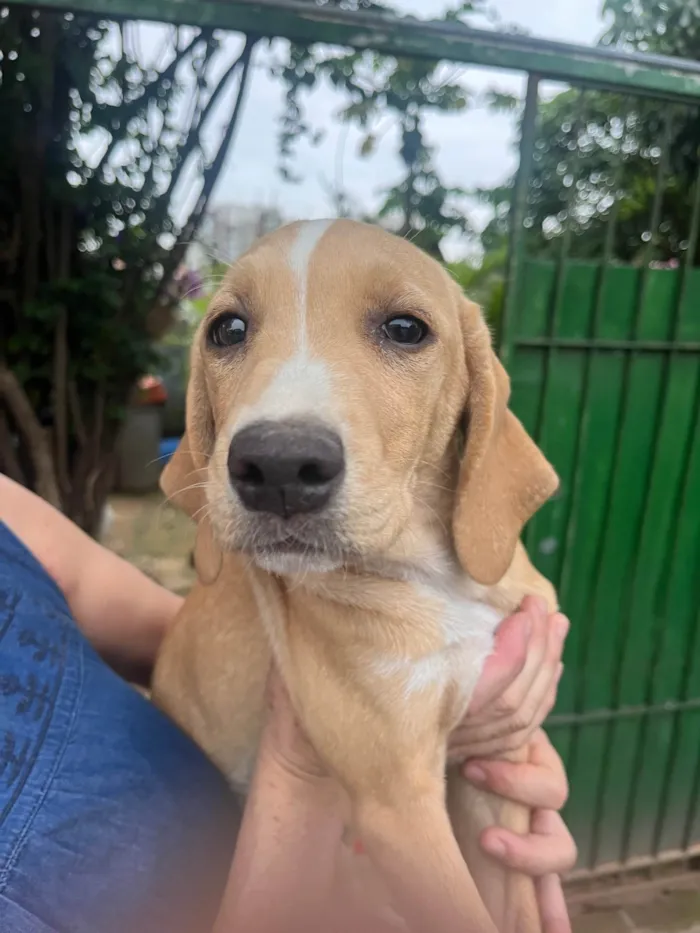 Cachorro ra a Mix de Labrador idade 2 a 6 meses nome Blenda
