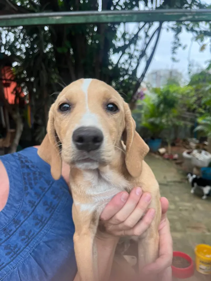 Cachorro ra a Mix de Labrador idade 2 a 6 meses nome Blenda