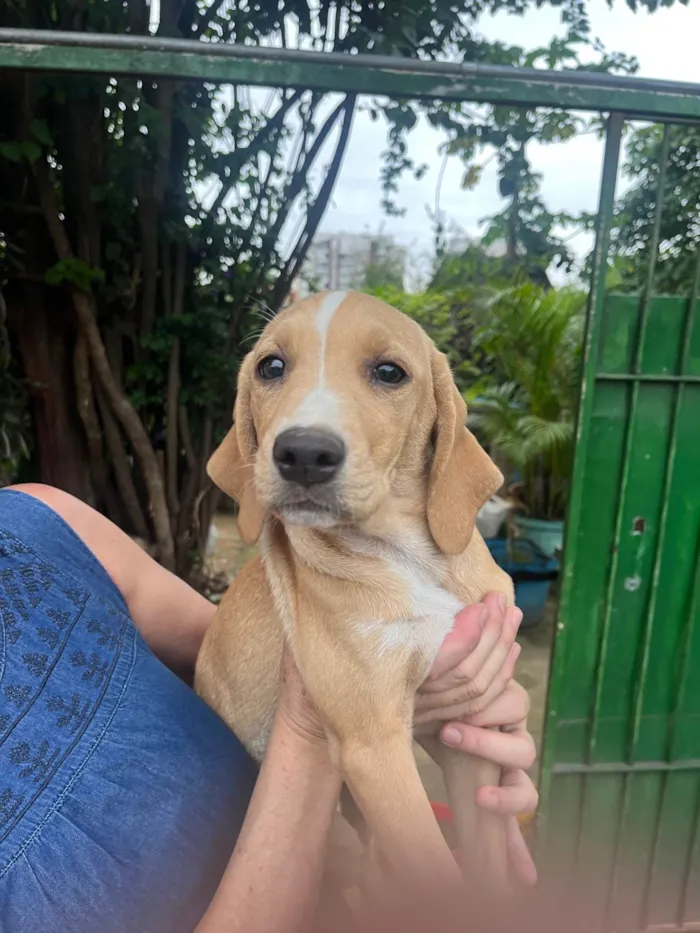 Cachorro ra a Mix de Labrador idade 2 a 6 meses nome Blenda
