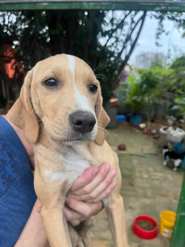 Cachorro ra a Mix de Labrador idade 2 a 6 meses nome Blenda